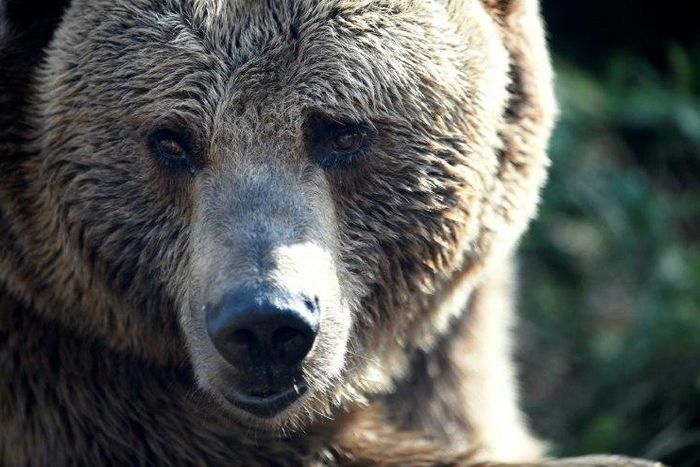 A brown bear killed a zookeeper at Orsa Predator Park in the Swedish county of Dalarna