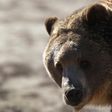 Conservation groups were quick to criticize the removal of protection for grizzly bears native to Yellowstone National Park