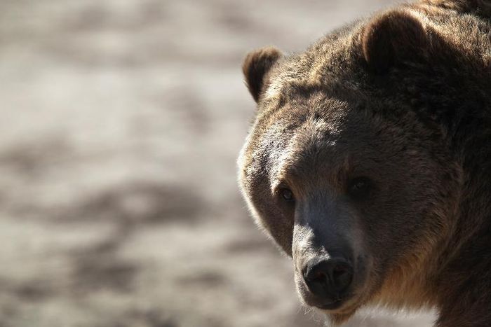 Conservation groups were quick to criticize the removal of protection for grizzly bears native to Yellowstone National Park