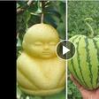 ___7408103___2017___10___3___9___fruit+moulds_2