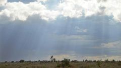 Cattle herders in Kenya's central Laikipia highlands say they invade private land simply out of the need to graze their cattle.