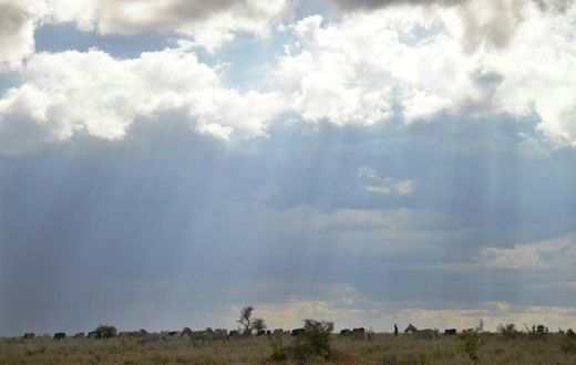 Cattle herders in Kenya's central Laikipia highlands say they invade private land simply out of the need to graze their cattle.