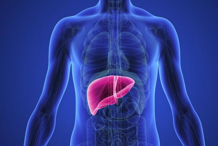 ___9187784___2018___12___11___9___liver_1