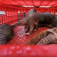 Pangolin scales are sometimes used in the production of illegal drugs. The creature's meat is also prized as an edible delicacy and its body parts as an ingredient in traditional medicine in parts of Asia