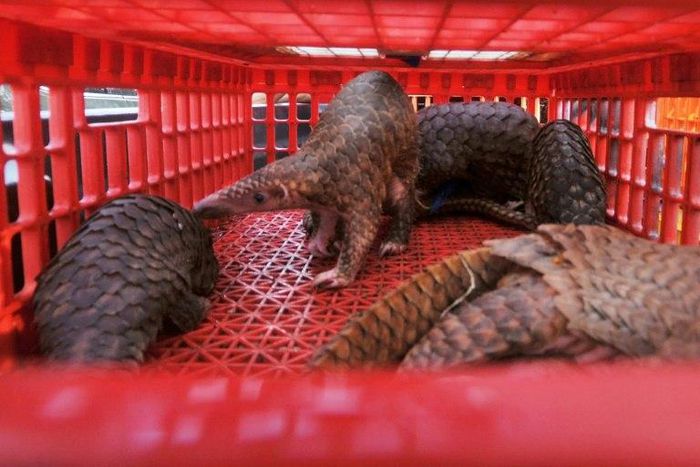 Pangolin scales are sometimes used in the production of illegal drugs. The creature's meat is also prized as an edible delicacy and its body parts as an ingredient in traditional medicine in parts of Asia