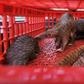 Pangolin scales are sometimes used in the production of illegal drugs. The creature's meat is also prized as an edible delicacy and its body parts as an ingredient in traditional medicine in parts of Asia