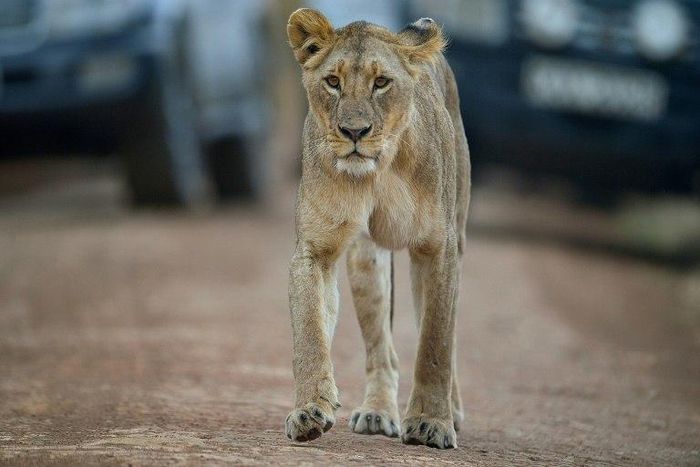 Police said a local pet dealer in his thirties was arrested after a concerned citizen made a complaint