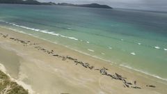 Some 145 pilot whales all died after they beached last weekend at Stewart Island, off the southern coast of the South Island