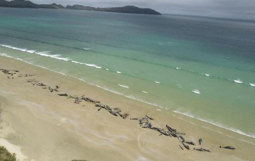 Some 145 pilot whales all died after they beached last weekend at Stewart Island, off the southern coast of the South Island