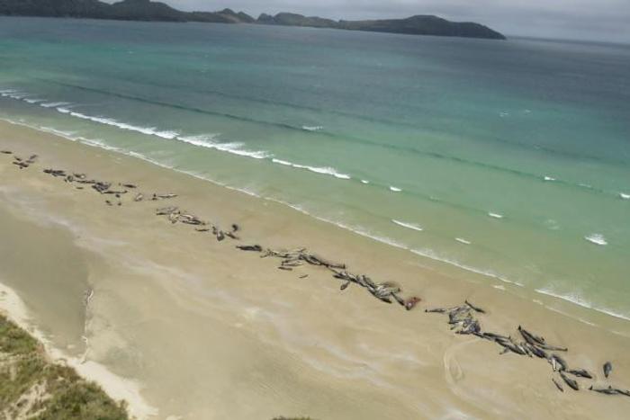 Some 145 pilot whales all died after they beached last weekend at Stewart Island, off the southern coast of the South Island