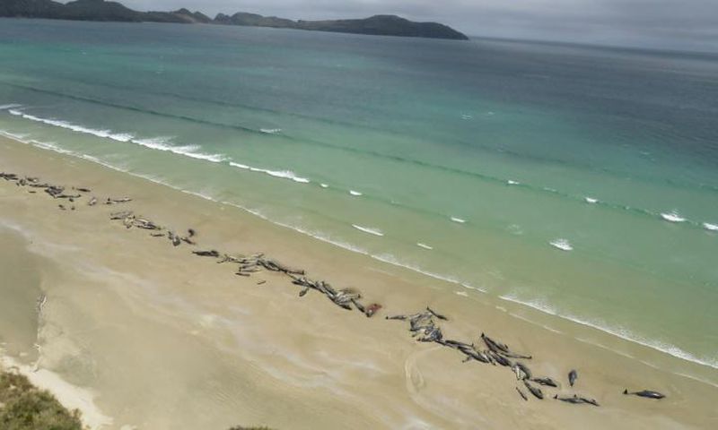 Some 145 pilot whales all died after they beached last weekend at Stewart Island, off the southern coast of the South Island