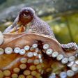 Researchers found the octopus' impressive suction power was thanks to small balls inside the suction cups that line each of their tentacles