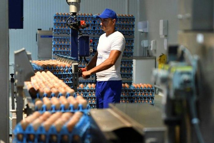 Millions of eggs have been pulled from supermarket shelves across Europe and dozens of poultry farms have closed since the news hit on August 1 that eggs contaminated with fipronil, which can harm human health, were being exported and sold