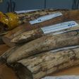 Malaysian authorities found 23 ivory tusks in a raid at Kuala Lumpur airport