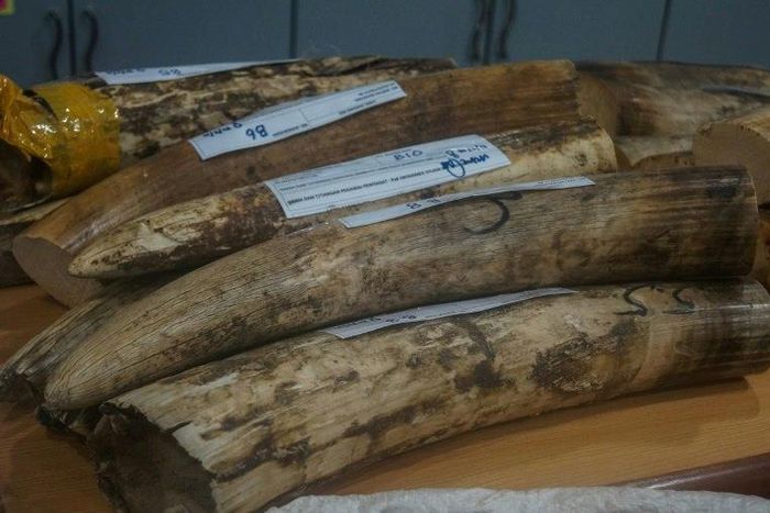 Malaysian authorities found 23 ivory tusks in a raid at Kuala Lumpur airport