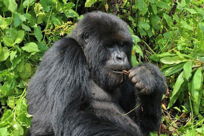 One of the mountain gorilla at the Volcanoes National Park, Rwanda's main tourism attraction. By raising the prices of permits to see the gorillas, the east African nation is seeking boost conersation and put itself at the luxury end of the market.