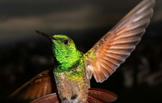 Mexico City has 17 of the world's 330 hummingbird species