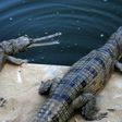 Gharials are close to extinction