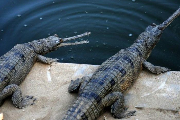 Gharials are close to extinction