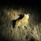 A lioness is pictured in the Kruger National Park in 2011