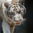 Tigres French footballer Andre Pierre Gignac is expected to visit La Pastora zoo in Monterrey in the coming days to meet his namesake, a Bengal tiger cub