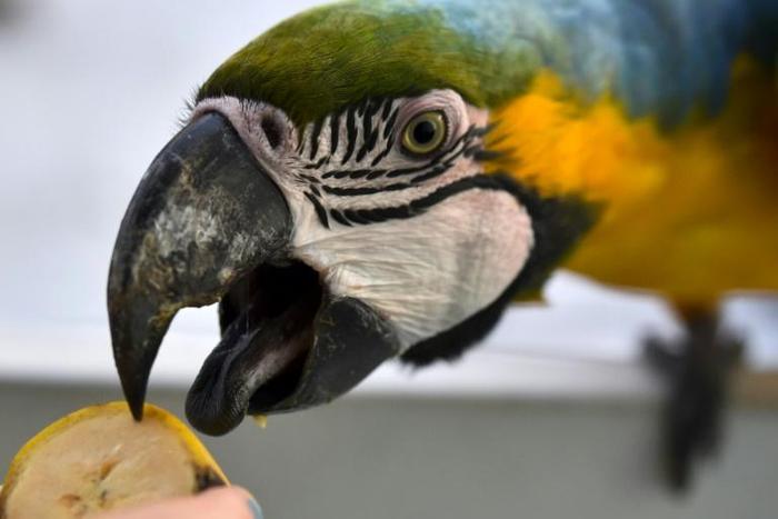 A blue and yellow macaw (Ara ararauna) snacks at a Caracas apartment