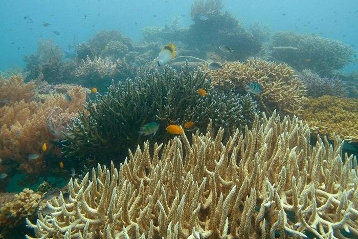 Japan's Fisheries Agency will use an underwater camera to check the condition of coral off the southern island of Kyushu, including searching for traces of fishing nets possibly used for poaching
