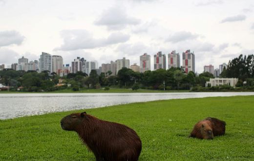 The Brazilian city of Curitiba features many green spaces -- but that policy doesn't extend to its growing suburbs