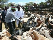 DP William Ruto during the 2017 Kimalel Goat Auction