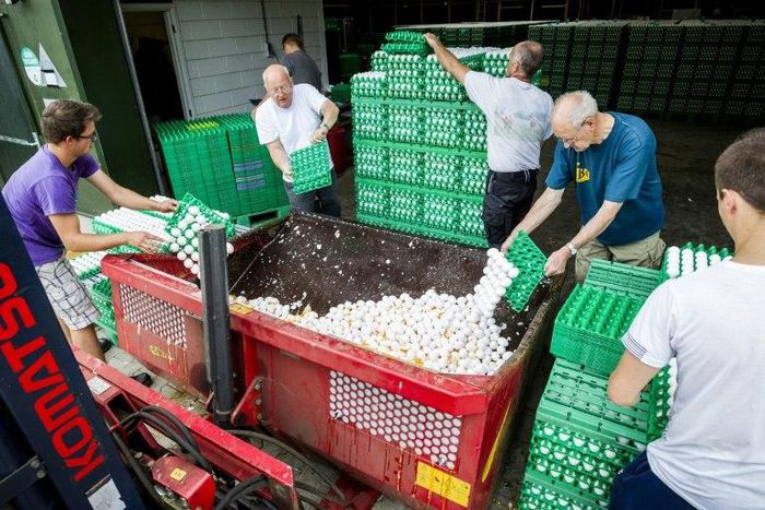Dutch officials said on August 3 that about 180 poultry farms had been closed across The Netherlands after fipronil was found in samples taken from eggs, droppings and meat