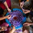 Saffron farmers in southern Morocco are proud of the coveted spice they produce