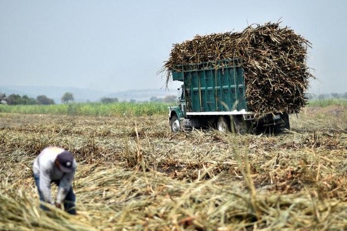 Mexico has agreed to reduce exports of refined sugar to the US in return for continued duty-free access to its market, Mexican officials say. Pictured here is a worker harvesting sugar cane in the Mexican state of Puebla