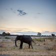 Zimbabwe is to transfer fifty elephants to Mozambique