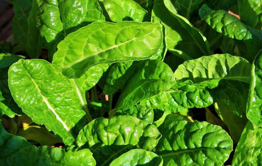 ___9126555___2018___11___21___15___young-spinach