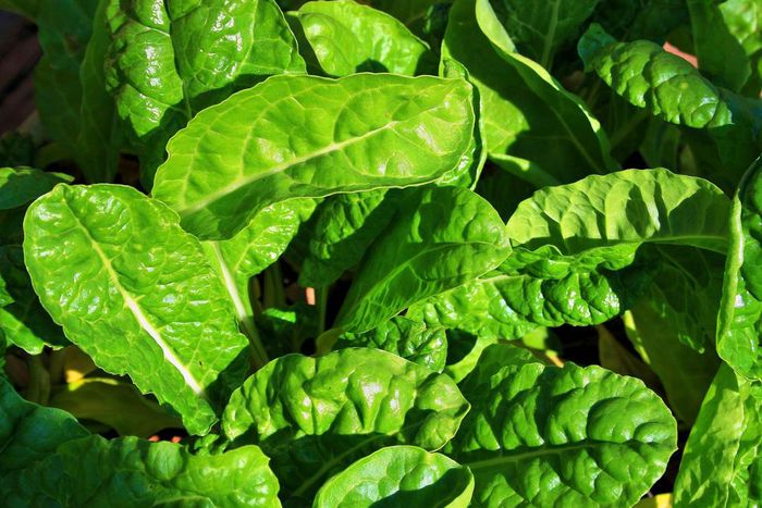 ___9126555___2018___11___21___15___young-spinach