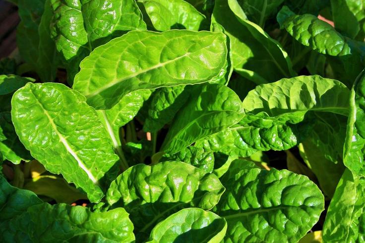 ___9126555___2018___11___21___15___young-spinach