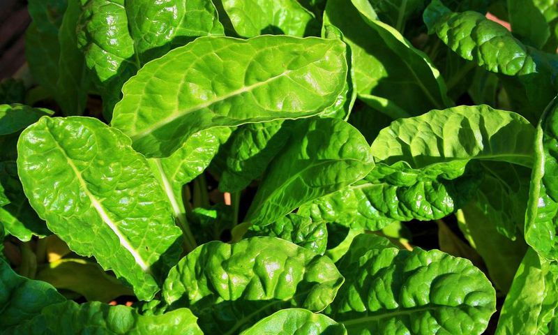 ___9126555___2018___11___21___15___young-spinach