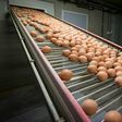 Eggs contaminated with the chemical fipronil have been found across Europe