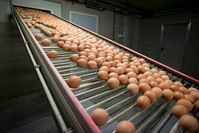 Eggs contaminated with the chemical fipronil have been found across Europe