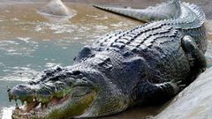 ___8976342___2018___10___14___12___Crocodile