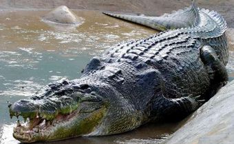 ___8976342___2018___10___14___12___Crocodile