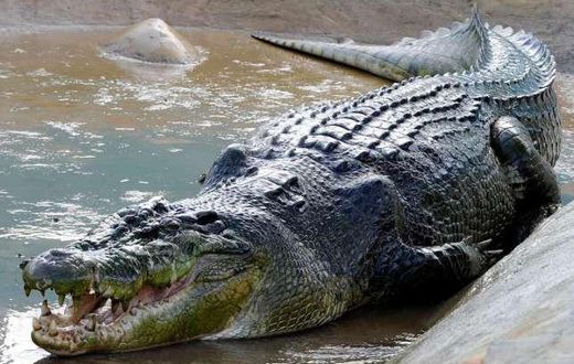 ___8976342___2018___10___14___12___Crocodile
