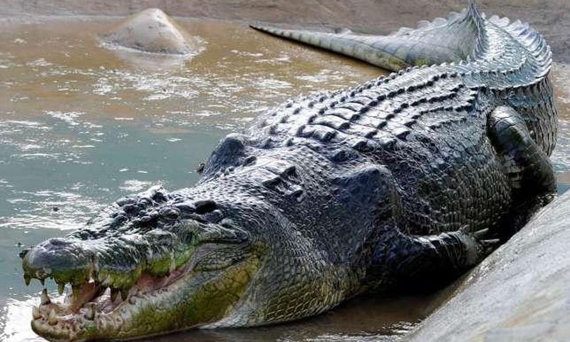 ___8976342___2018___10___14___12___Crocodile