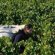 Bordeaux winemakers are becoming increasingly concerned that climate change is putting traditional scenes like this, harvest time at Chateau Marquis de Terme near Bordeaux, in jeopardy.