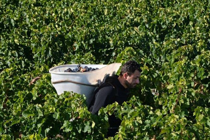 Bordeaux winemakers are becoming increasingly concerned that climate change is putting traditional scenes like this, harvest time at Chateau Marquis de Terme near Bordeaux, in jeopardy.