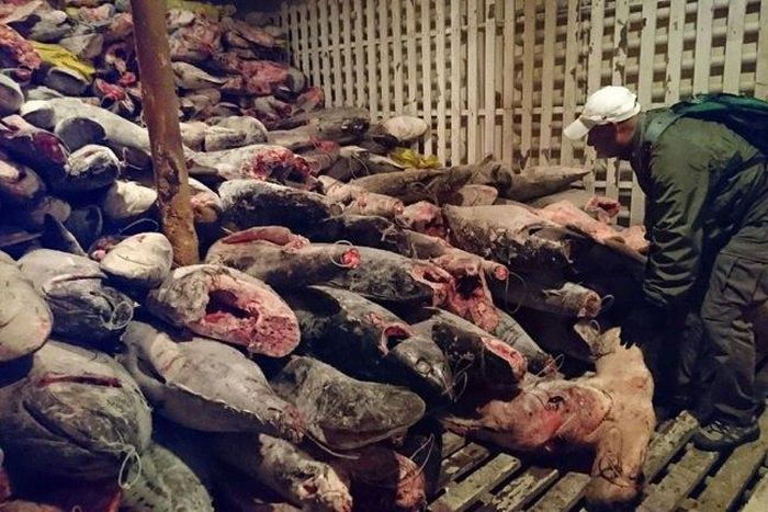 This picture released the Ecuador's Environment Ministry shows the frozen catch - including endangered shark - found inside the Chinese-flagged Fu Yuan Yu Leng 999