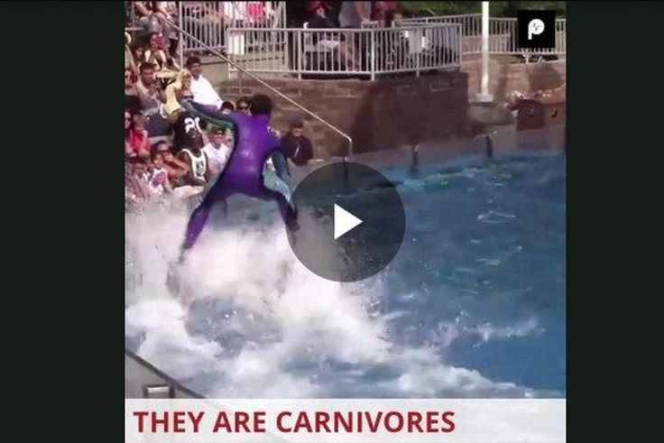 ___7816121___2018___1___8___12___Facts+about+dolphins