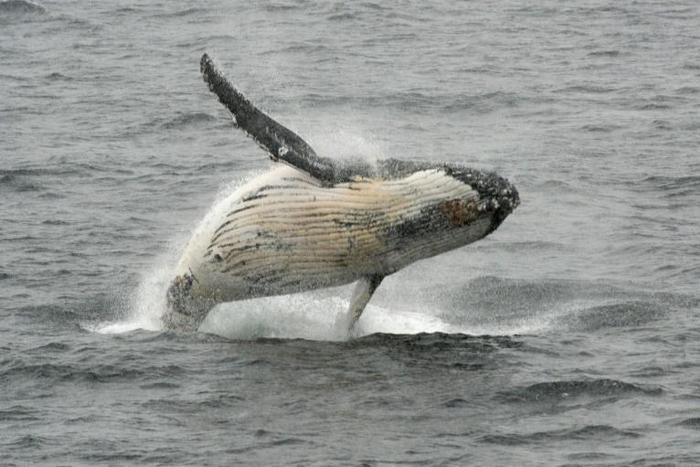 Japan has put a halt to its most provocative whaling -- annual expeditions to the Antarctic