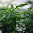 Fidelis Arie Sudewarto was found guilty of growing marijuana without permission by the Sanggau district court in West Kalimantan, even though it acknowledged that he did it to help his wife