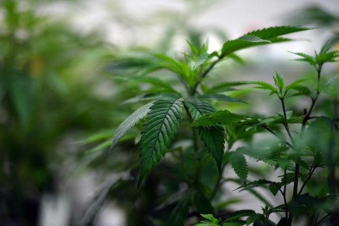 Fidelis Arie Sudewarto was found guilty of growing marijuana without permission by the Sanggau district court in West Kalimantan, even though it acknowledged that he did it to help his wife